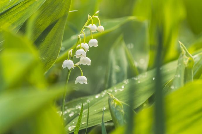 Meiklokjes met waterdruppels