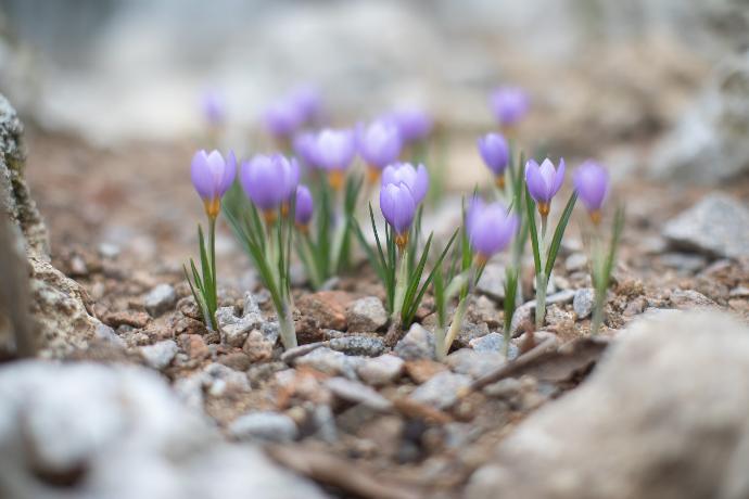 a group of purple flowers sitting on top of a rocky ground
