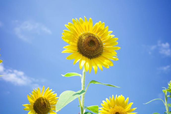 Zonnebloemen tegen een blauwe lucht