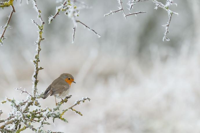 Roodborstje zittend op een tak in een winters landschap